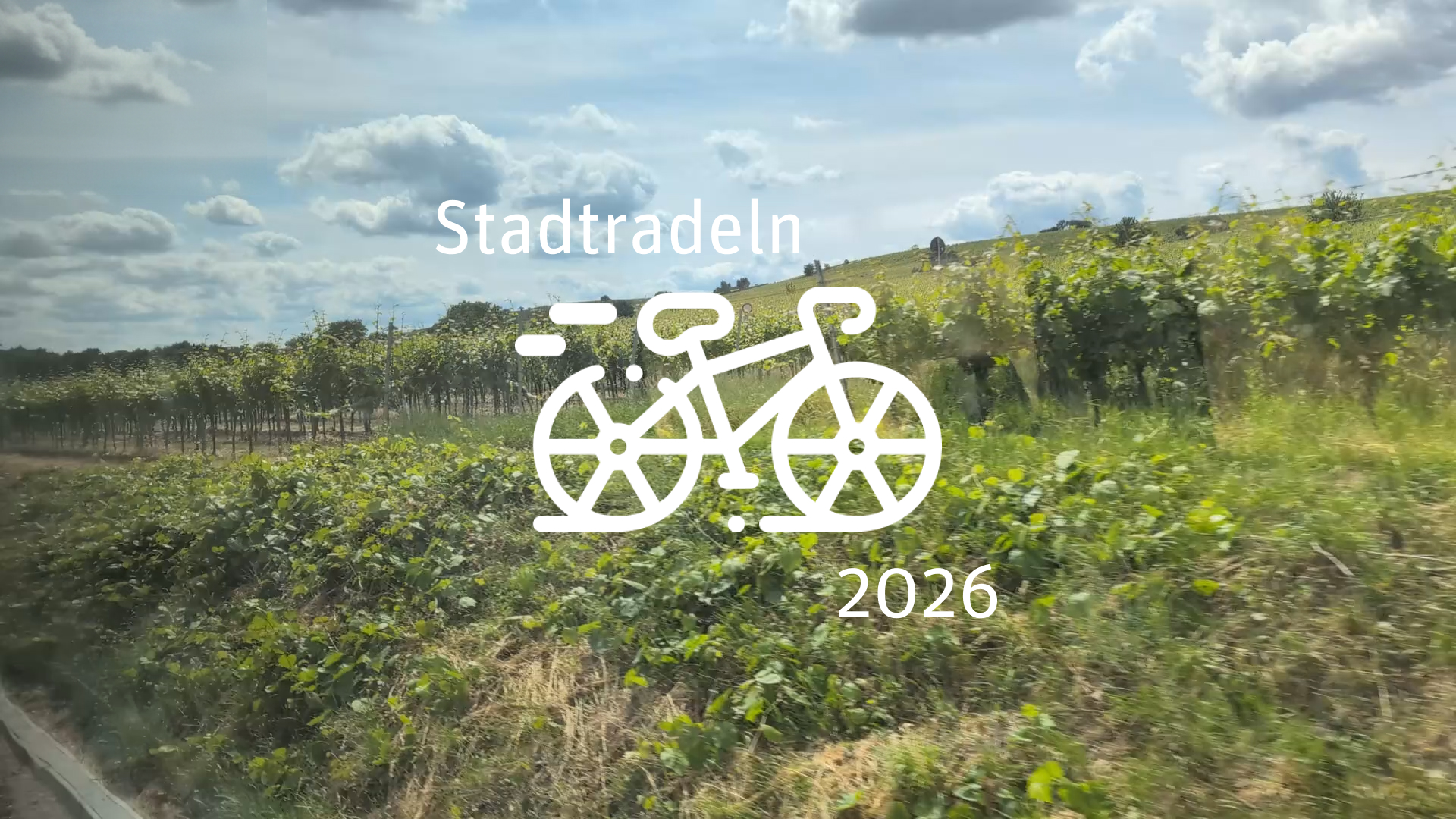 Sonniger Weinberg mit einem weißen Fahrrad-Symbol in der Mitte.